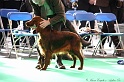 Crufts2011 110